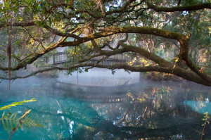 Florida Springs, Fern Hammock, Photo by David Moynahan