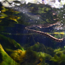 At least someone can make a living here-- Brown water snake. Photo by Mark Long