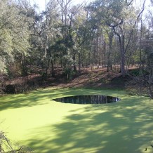 Catfish Hotel - Manatee Spg Cave System