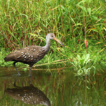 Limpkin wading at Rainbow Springs