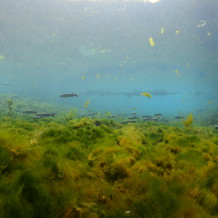 *Manatee Springs Mullet and wall to wall algae