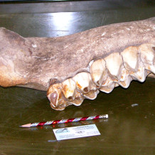 Mastodon Jaw