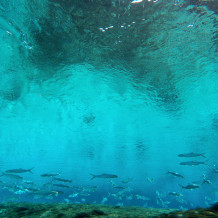 The Sky Below, Silver Glen Springs Photo by Varian Wolf