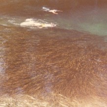 healthy submerged vegetation 1972