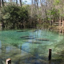 manatees at manatee spring