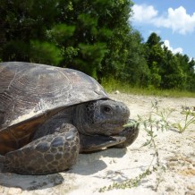 old florda native  gopher turtle