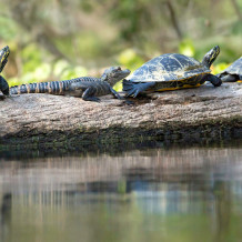 Gator and Turtles, Silver River, 2013 Photo by John Moran