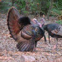 turkey jakes at Manatee Springs