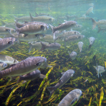 Mullet Run, Ichetucknee Springs, 2012 Photo by Varian Wolf