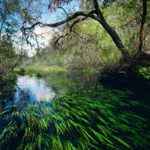 ichetucknee sacred river.moran.sRGB