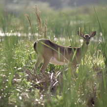 juniper creek deer.square.sRGB