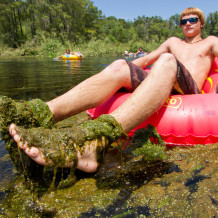 ich algae feet.moran.sRGB