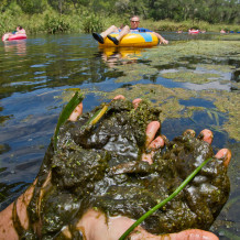 ich algae hands 2011.moran.sRGB