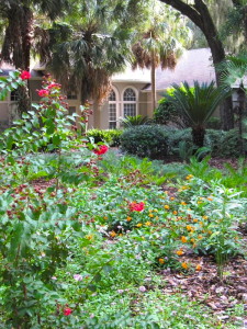 A native garden replaces a lawn.