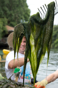 Citizen led clean up at Weeki Wachee Spring run. Photo by John Moran