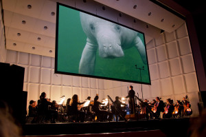 Swimming Through Air, Lesley Gamble's springs video, debuted at the Phillips Center as part of the Gainesville Orchestra's season finale concert, "Nature's Eden."