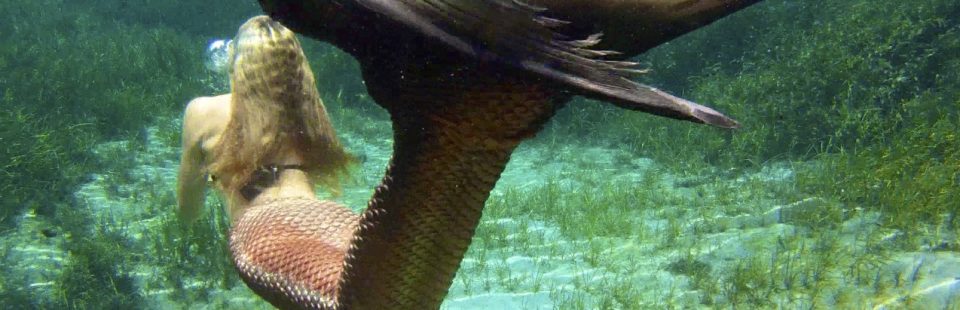 about your moderator