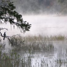 groups, organizations and resources