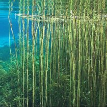 rainbow river public access points