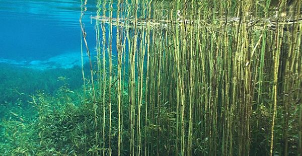 rainbow river public access points