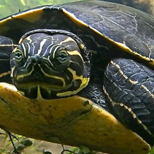 Springs Camp Application Form