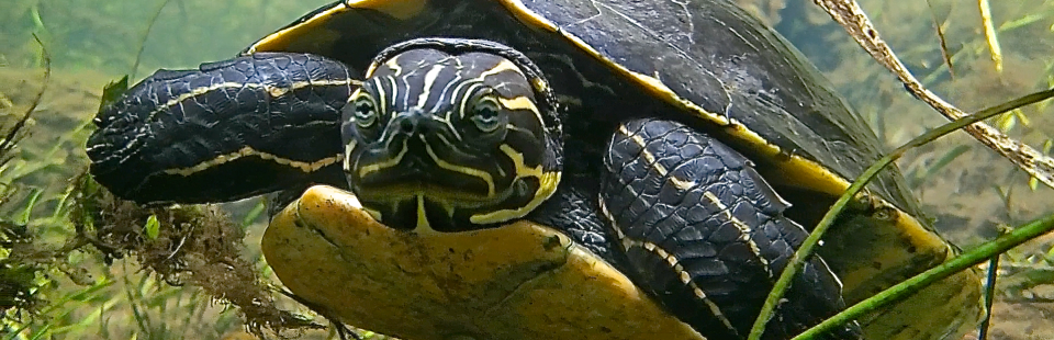 Springs Camp Application Form